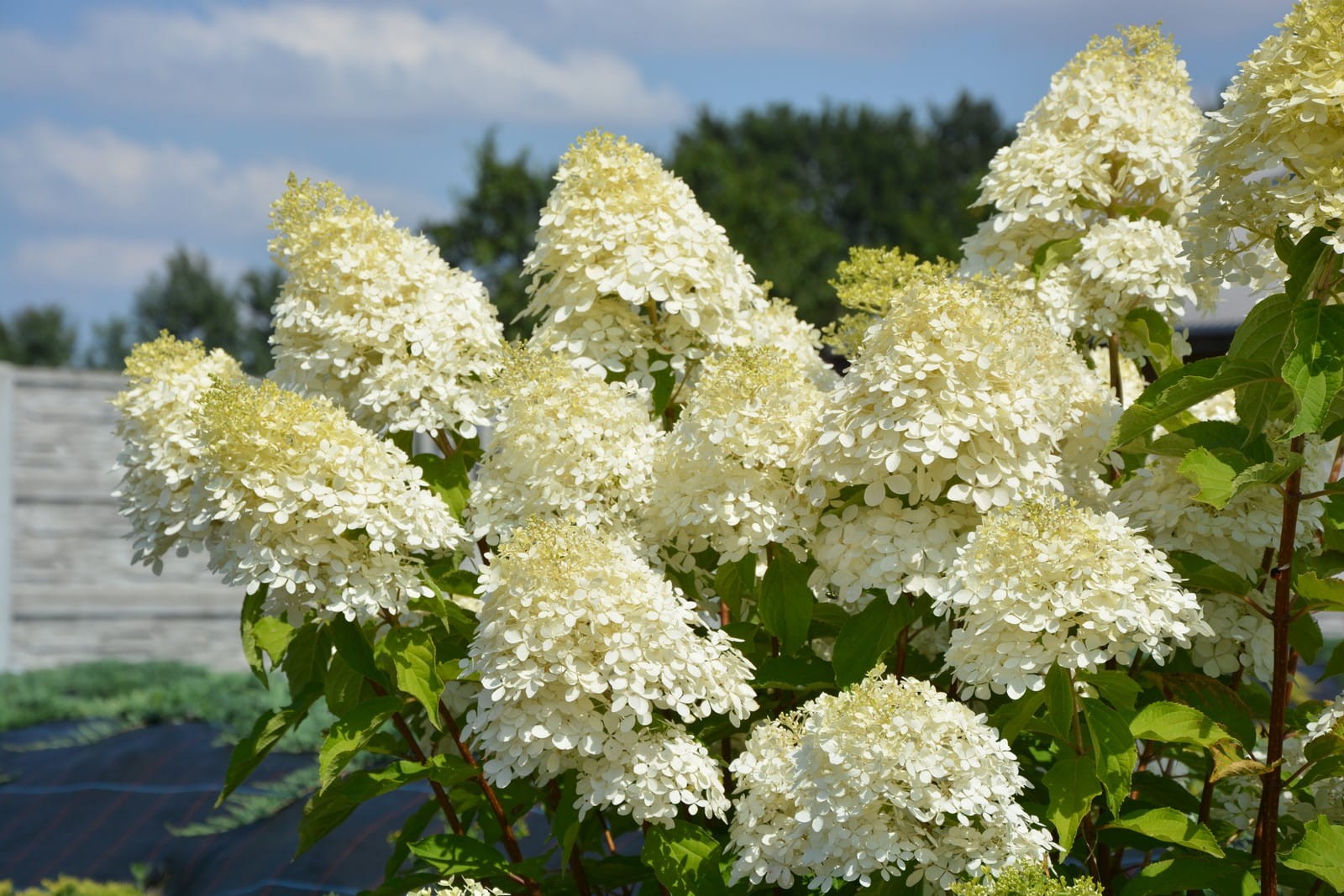 Hortensja bukietowa 'Phantom' C3 Podlewane.pl Internetowe Centrum ...