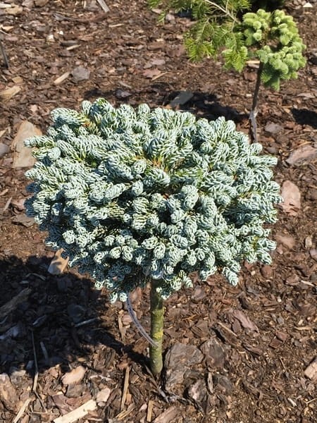Jodła koreańska 'Kohout's Icebreaker' PBR (Pa) C5 Podlewane.pl ...