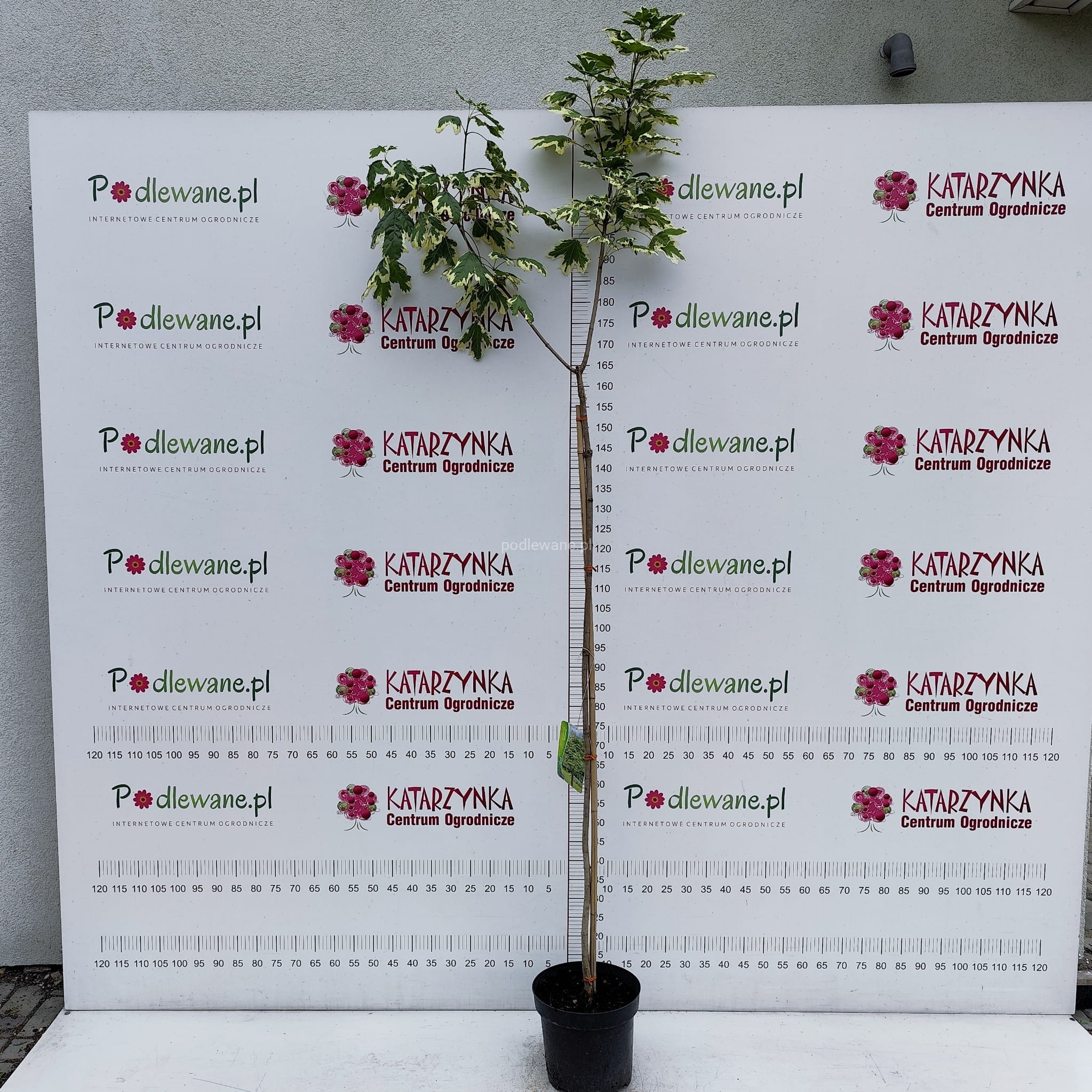 Klon pospolity 'Drummondii' (Pa) C5 Podlewane.pl Internetowe Centrum ...