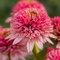 Echinacea Butterfly Kisses_79272_1.jpg