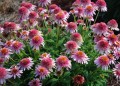 Echinacea Butterfly Kisses_79272_2.jpg