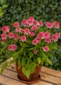 Echinacea Butterfly Kisses_79272_3.jpg