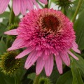 Echinacea Butterfly Kisses_79272_4.jpg