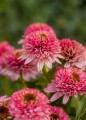 Echinacea Butterfly Kisses_79272_5.jpg
