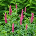Veronica First Love_71563_1.jpg