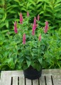 Veronica First Love_71563_4.jpg