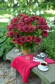 Rudbeckia Flamenco True Red_72994_1.jpg
