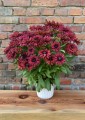 Rudbeckia Flamenco True Red_72994_3.jpg