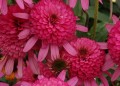 Echinacea Southern Belle_79279_1.jpg