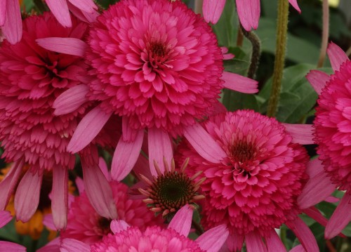 Echinacea Southern Belle_79279_1.jpg