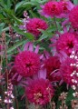 Echinacea Southern Belle_79279_2.jpg
