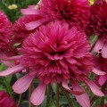 Echinacea Southern Belle_79279_3.jpg