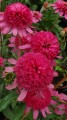 Echinacea Southern Belle_79279_4.jpg