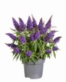 Buddleja Butterfly Candy Little Purple_75480_1.jpg
