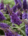 Buddleja Butterfly Candy Little Purple_75480_2.jpg