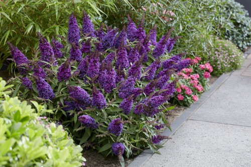 Buddleja Butterfly Candy Little Purple_75480_3.jpg