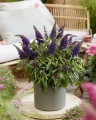 Buddleja Butterfly Candy Little Purple_75480_4.jpg