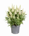 Buddleja Butterfly Candy Little White_75481_1.jpg