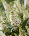 Buddleja Butterfly Candy Little White_75481_2.jpg