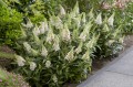 Buddleja Butterfly Candy Little White_75481_3.jpg