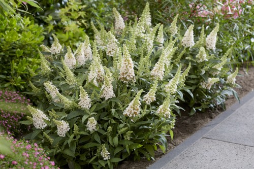 Buddleja Butterfly Candy Little White_75481_3.jpg