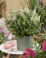 Buddleja Butterfly Candy Little White_75481_4.jpg