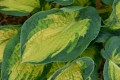 Hosta Great Expectations_73809_1.jpg