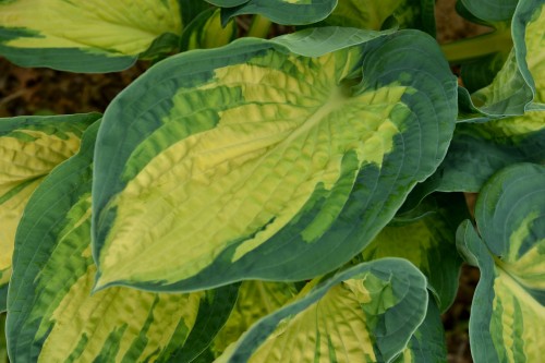 Hosta Great Expectations_73809_1.jpg