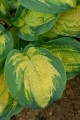 Hosta Great Expectations_73809_2.jpg
