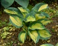 Hosta Great Expectations_73809_3.jpg