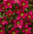 Saxifraga Alpino Early Rose_71828_1.jpg