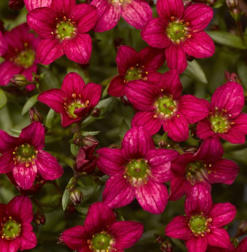 Saxifraga Alpino Early Rose_71828_1.jpg