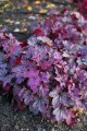 Heuchera Shanghai_73764_1.jpg