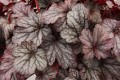 Heuchera Shanghai_73764_2.jpg