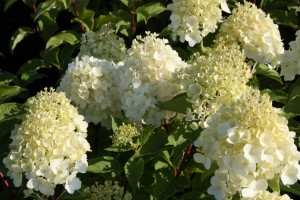 Hortensja bukietowa 'Silver Dollar' C3