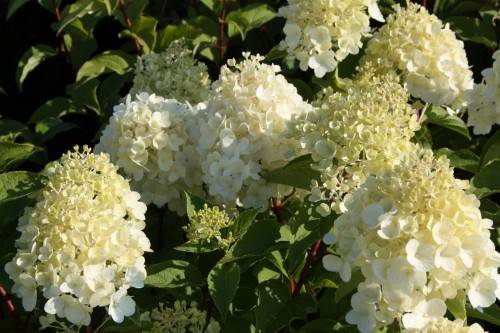 Hydr. panic. Silver Dollar (2) (Kopiowanie).JPG