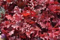 Heuchera Forever Red_74484_3.jpg