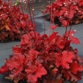 Heuchera Forever Red_74484_1.jpg