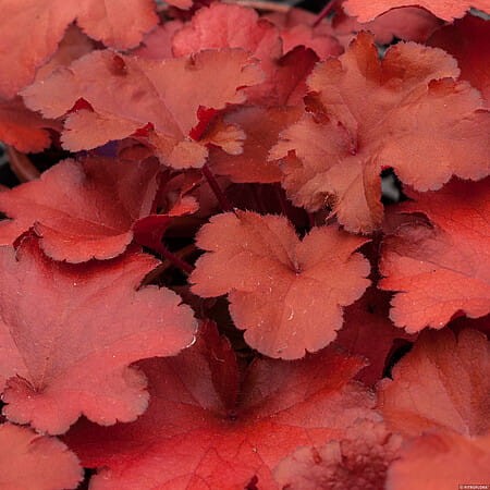 Heuchera Forever Red_74484_2.jpg