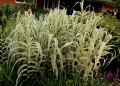 Arundo Ely_79539_2.jpg
