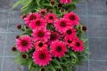 Echinacea SunMagic Vintage Red_75922_2 (2).jpg