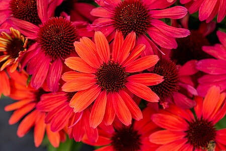 SunMagic Vintage Ruby (4).jpg