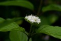 5452.jpg