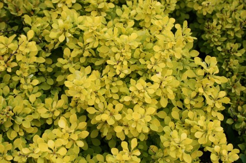 Berb. th. Goldalita (2) (Kopiowanie).JPG