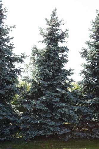 Pic. pun. Hoopsi (1) (Kopiowanie).jpg