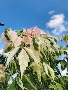 Klon jesionolistny 'Flamingo' (Pa120-140) K4