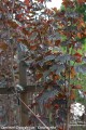 Acer Platanoides Crimson King 3 (Kopiowanie).jpg