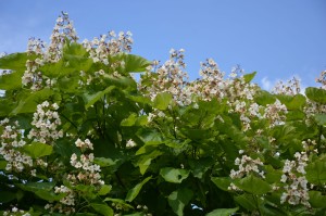 Surmia bignoniowa 'Aurea' (Pa80-120) CATALPA C5