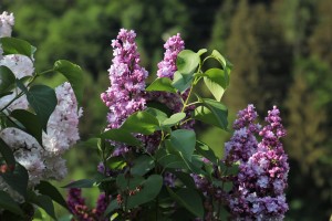 Lilak pospolity 'General Pershing' C3