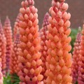 Lupinus Salmon Star_71883_1.jpg